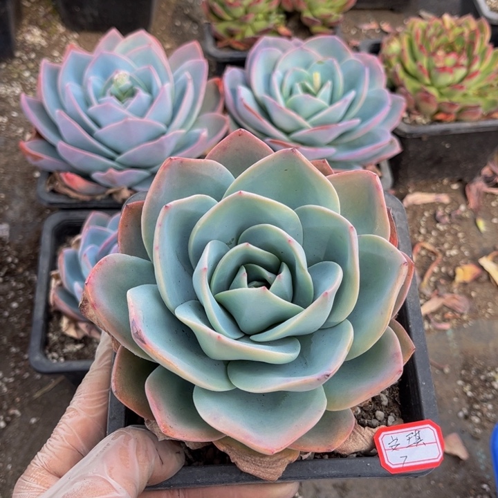 安**布鲁蓝单头一颗