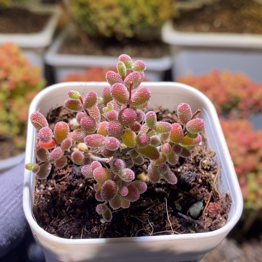 实生糖球枝干番杏D877