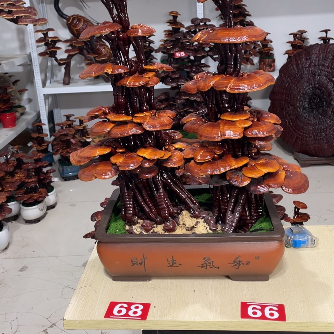 无花朵888888888888888