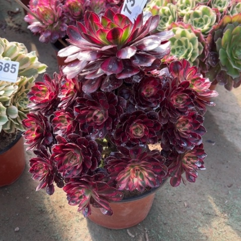 736香奈儿手捧多肉，