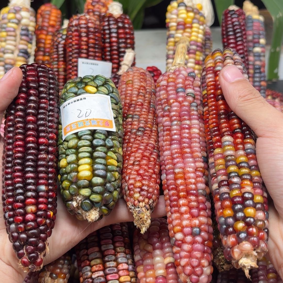 阿***辞柏香籽/百香籽吊坠