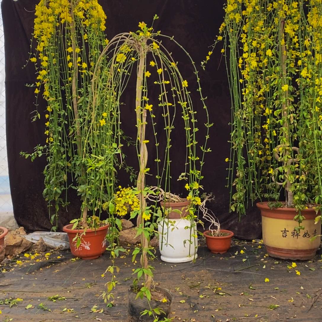 探春花，一物一拍