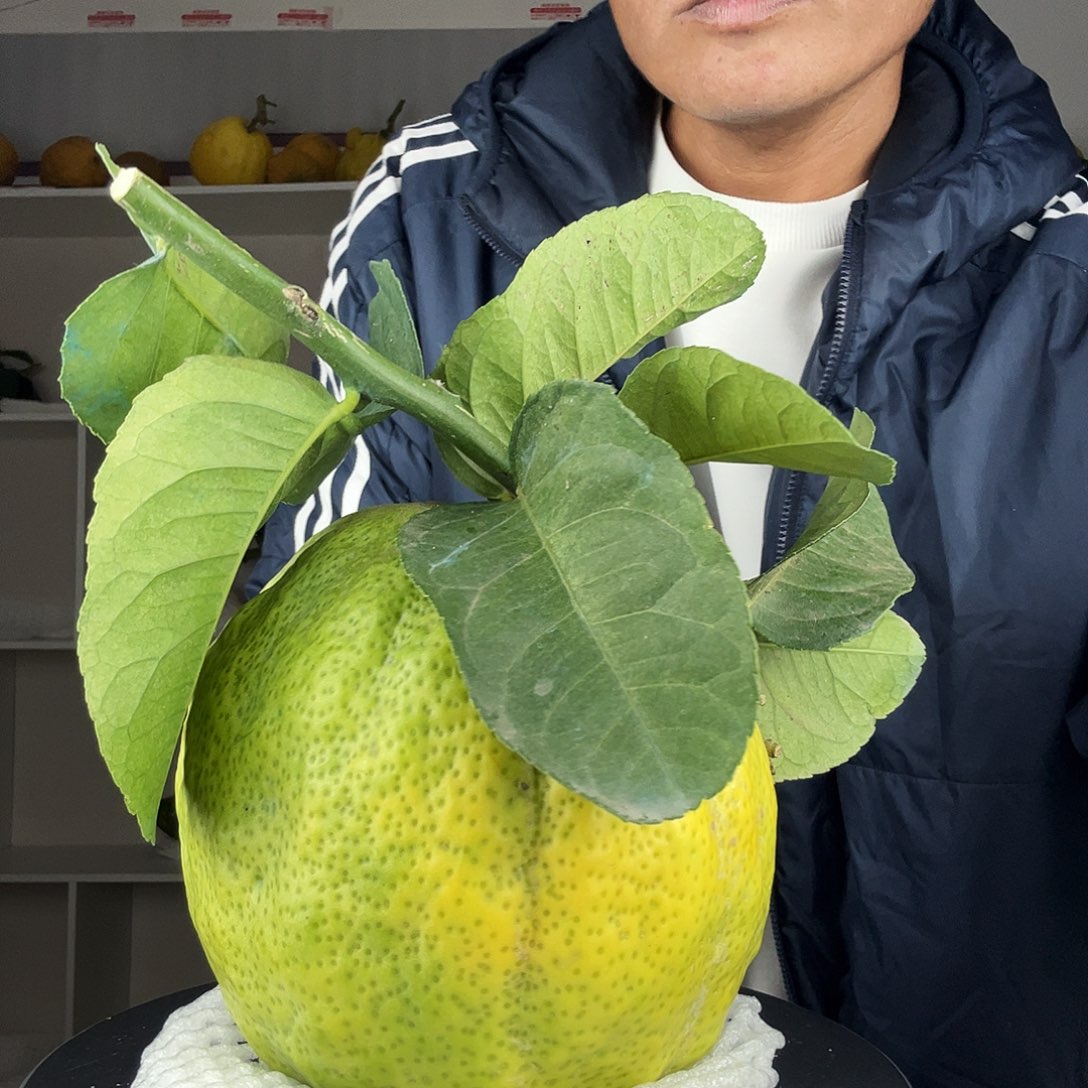主***源香水柠檬云南高山大香橼