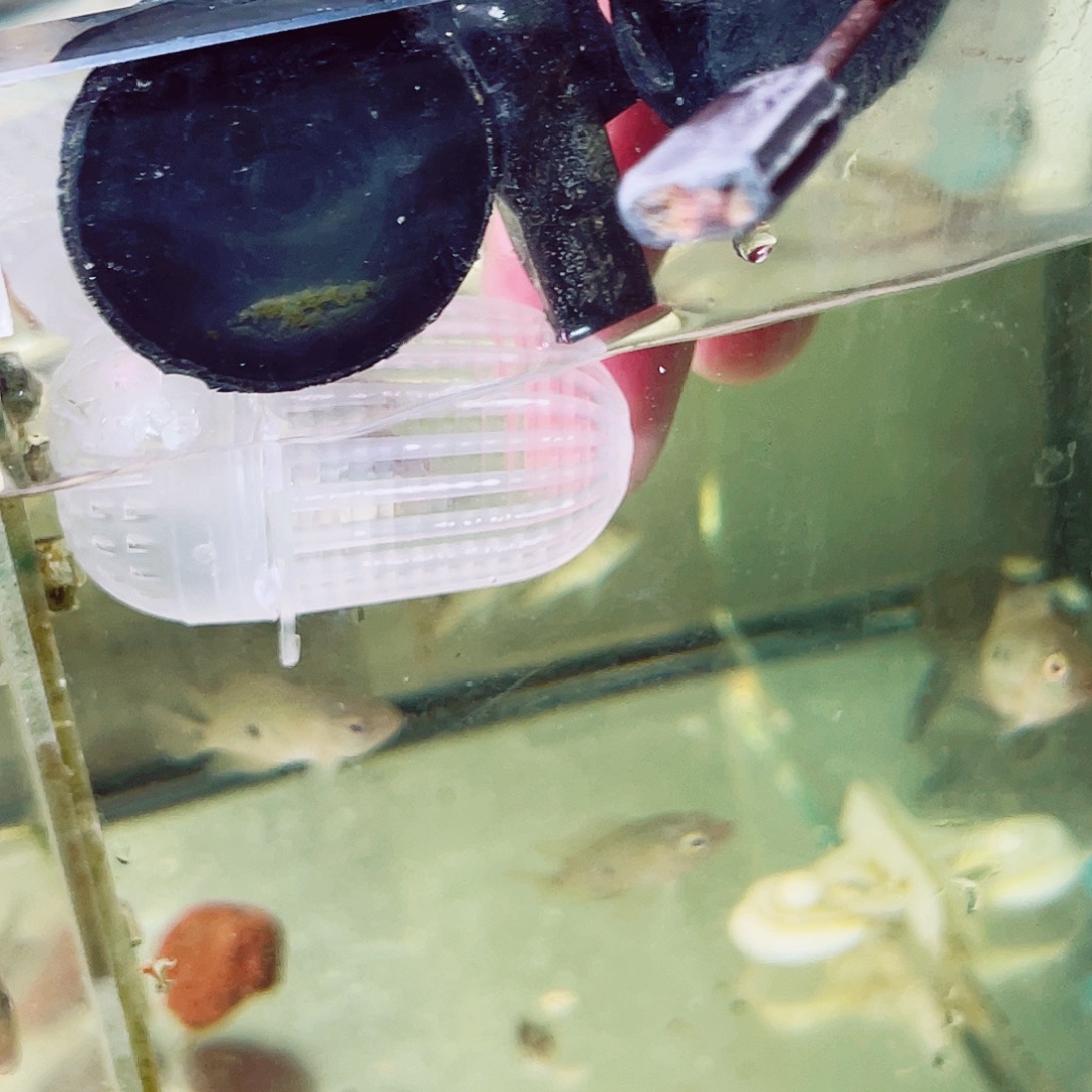 已***置罗汉鱼3球内金花苗子