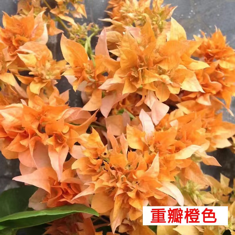 【重瓣橙】三角梅四季好养勤花可垂丝勤花不带花