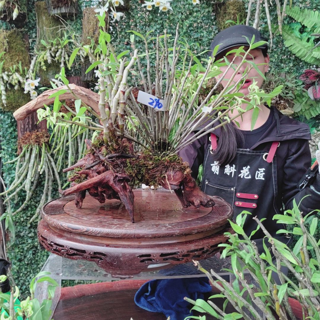 290铜皮杯鞘绿植花卉微景观