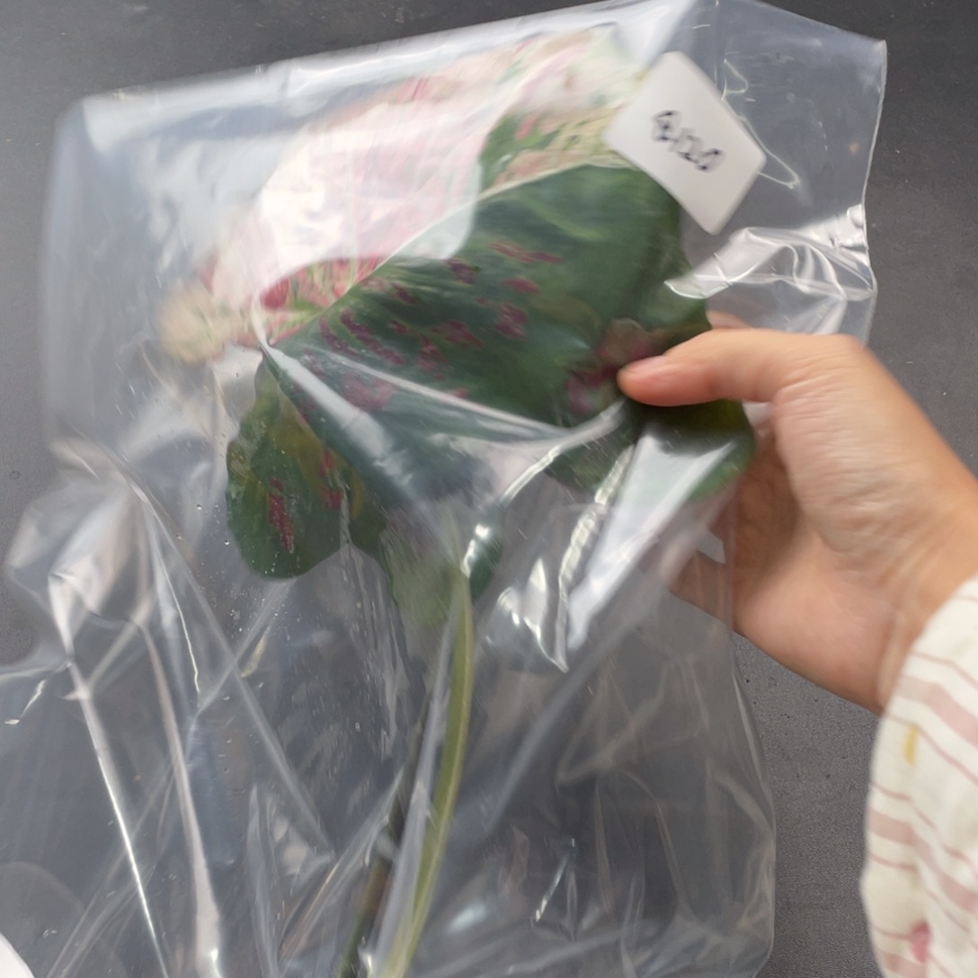 无花朵q120黎明前袋装