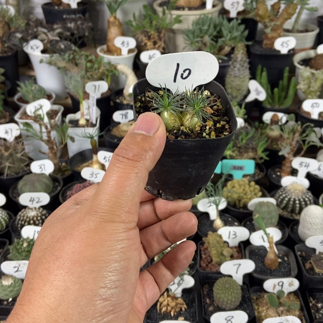 双头迷你海葱一个