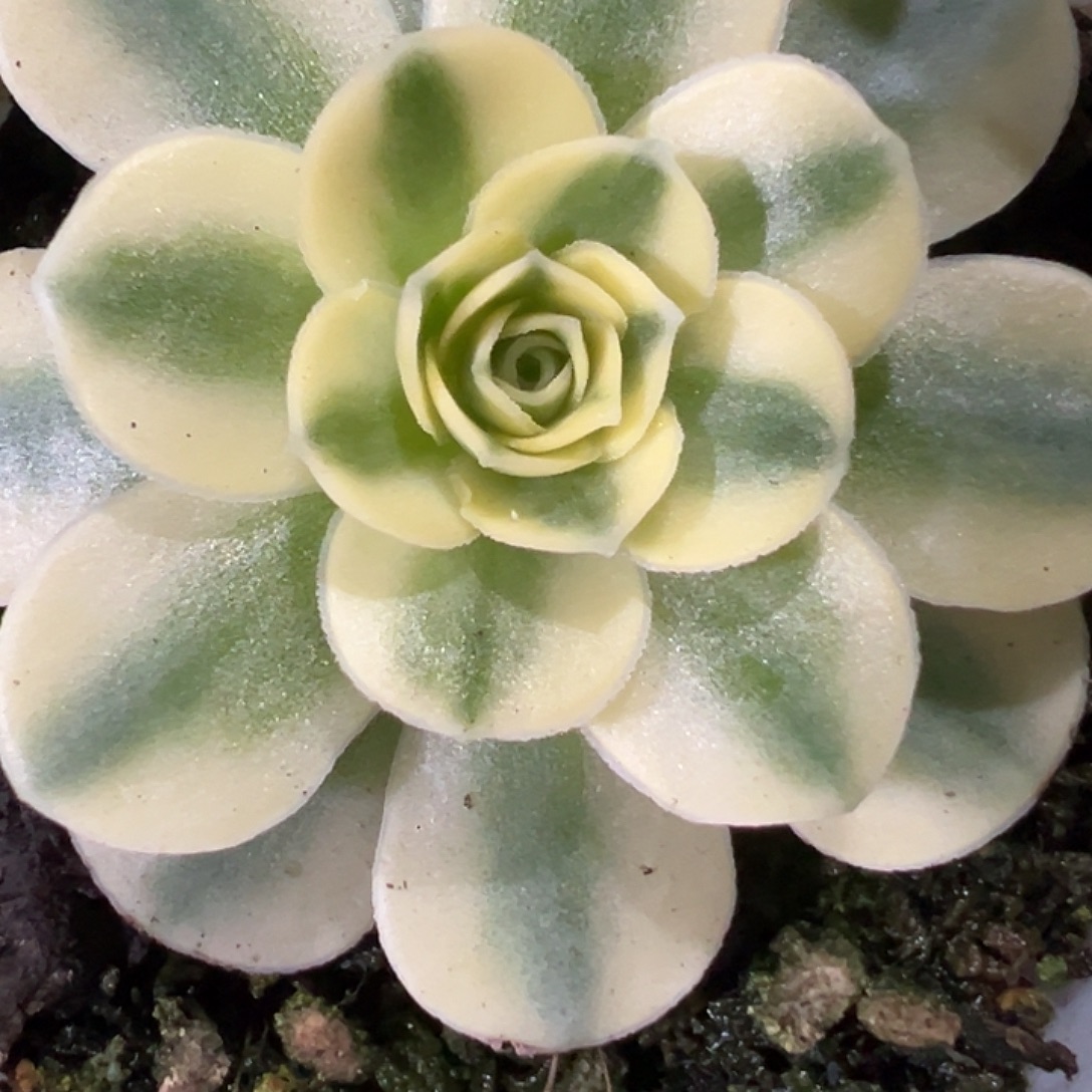 山地玫瑰锦夏暮小