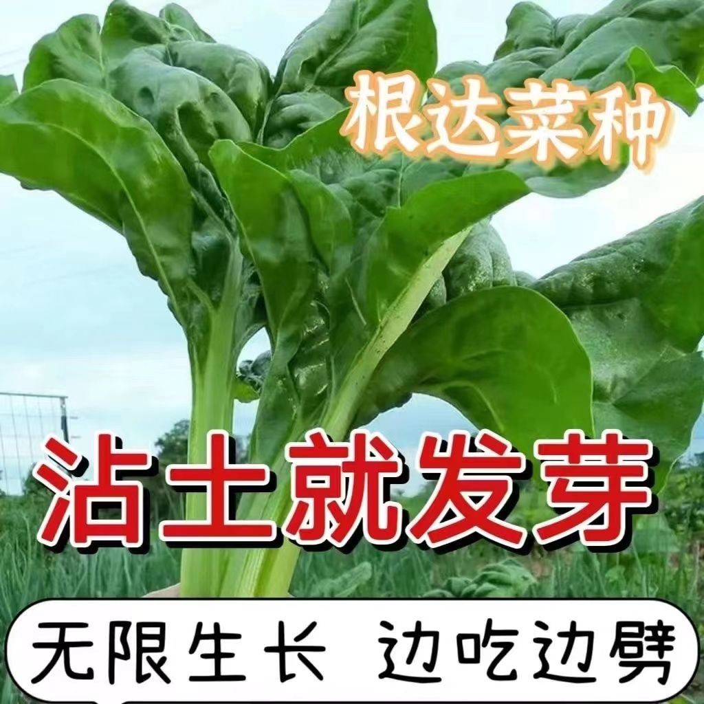 【根达菜种子】牛皮菜莙荙君达菜种籽易种四季播阳台种菜蔬菜种阳台