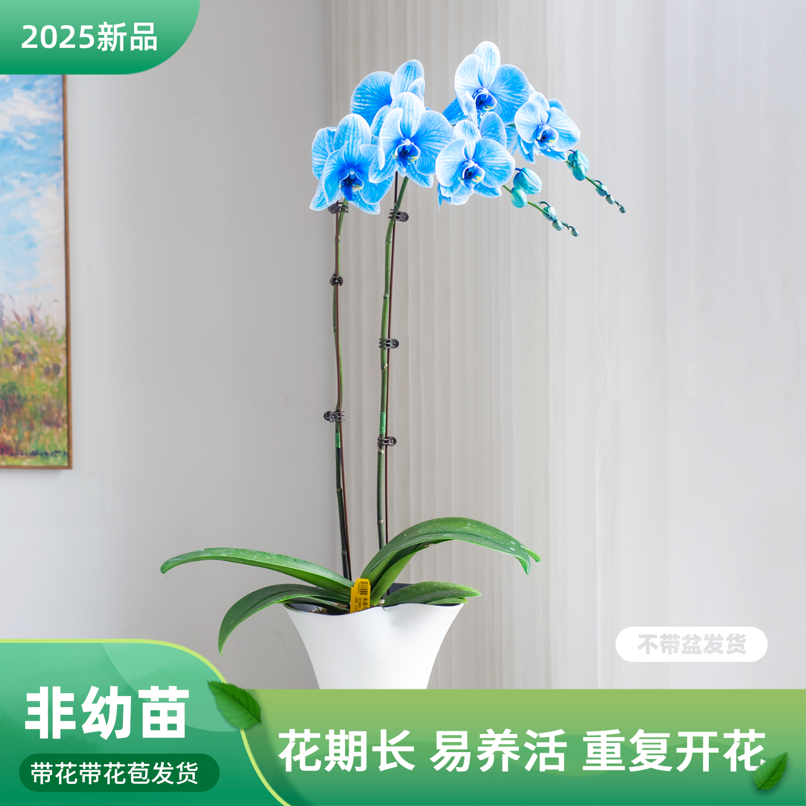 金色池塘  蝴蝶兰【马卡龙蓝紫】圣诞节带花室内乔迁开业礼物