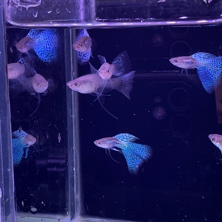 孔雀鱼小蓝草4对飘