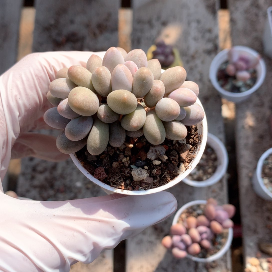 173哈哈哈哈哈多肉