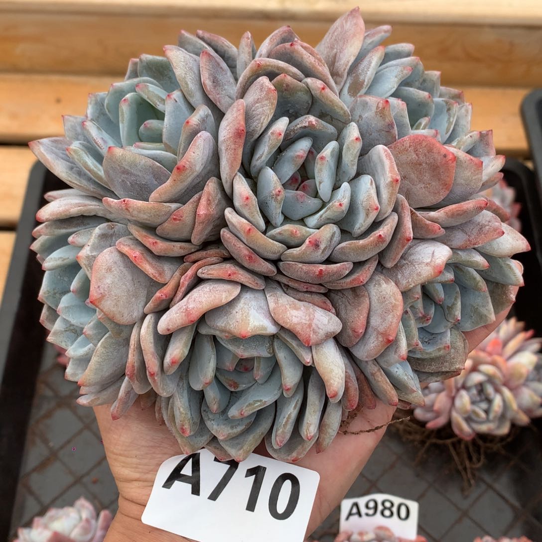 A710 6头自然群橙梦露 16c m