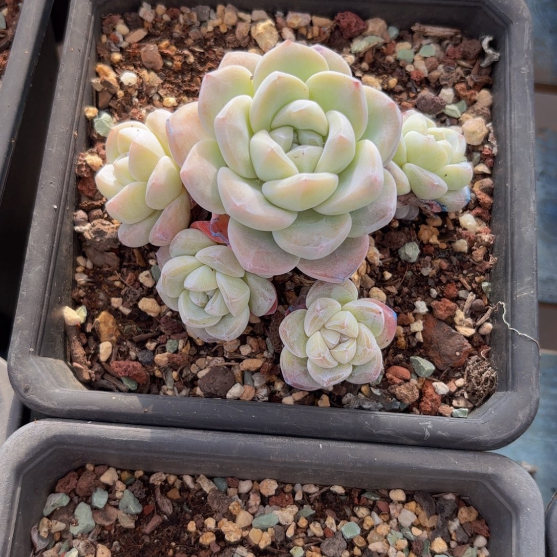 一物一拍，手捧冰玉