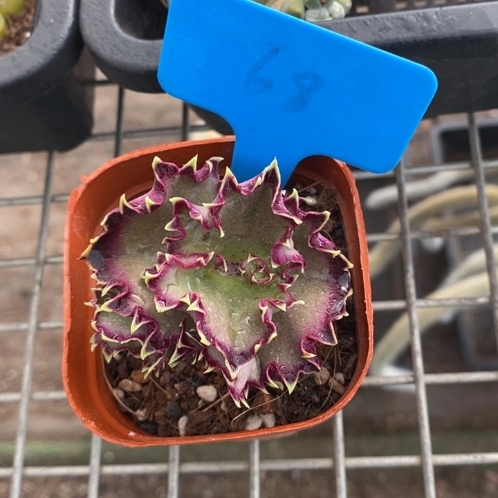 伯克利和格蕾纳等人