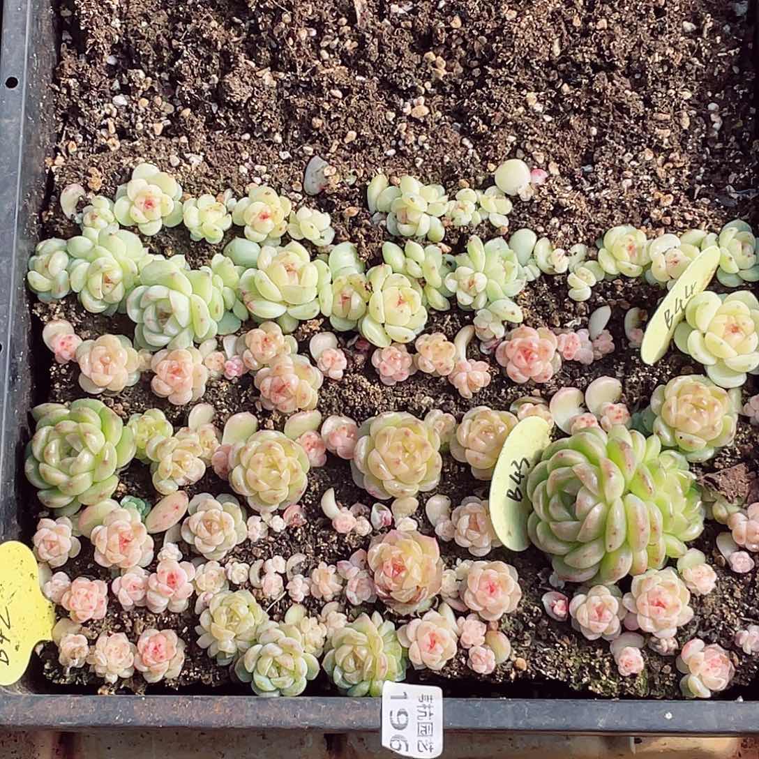 八***十196的第一天就被我的大狗