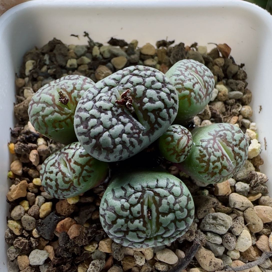 2-19-2-2当天满58包邮母本超墨多肉脱土