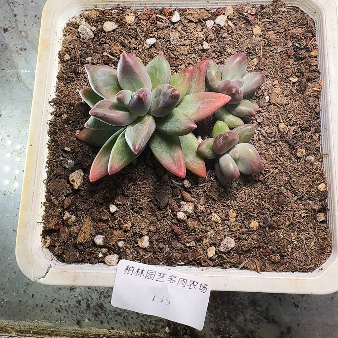 135  美人杂交 一物一拍