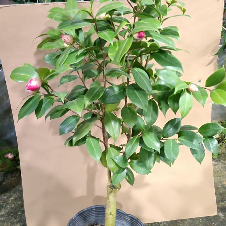 658斑丽修，原盆原土发货