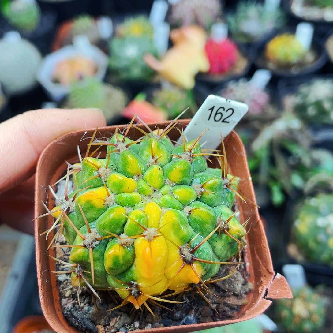 底部干瘪非偏远地区满25包邮仙人球