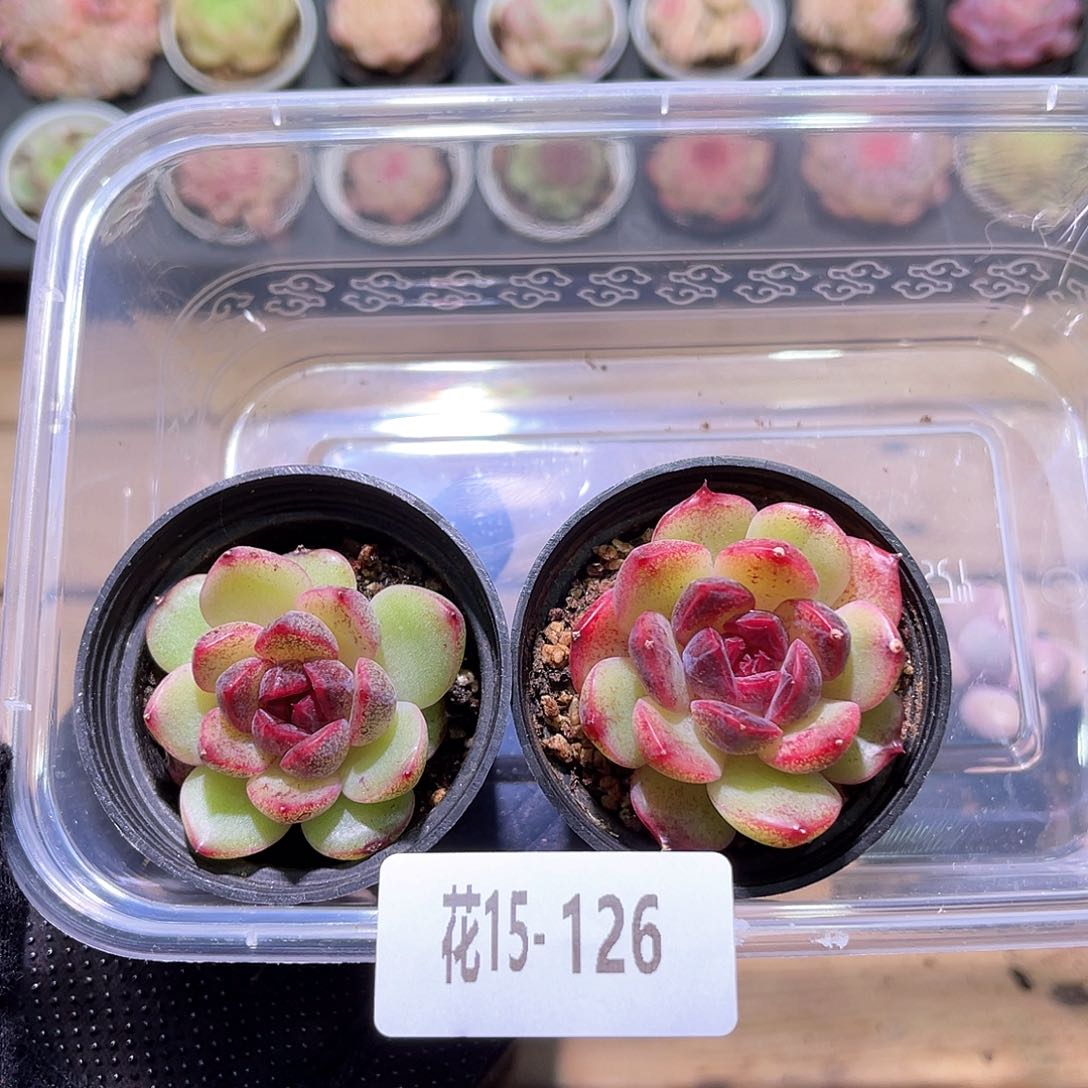 花利美15-126新品2颗