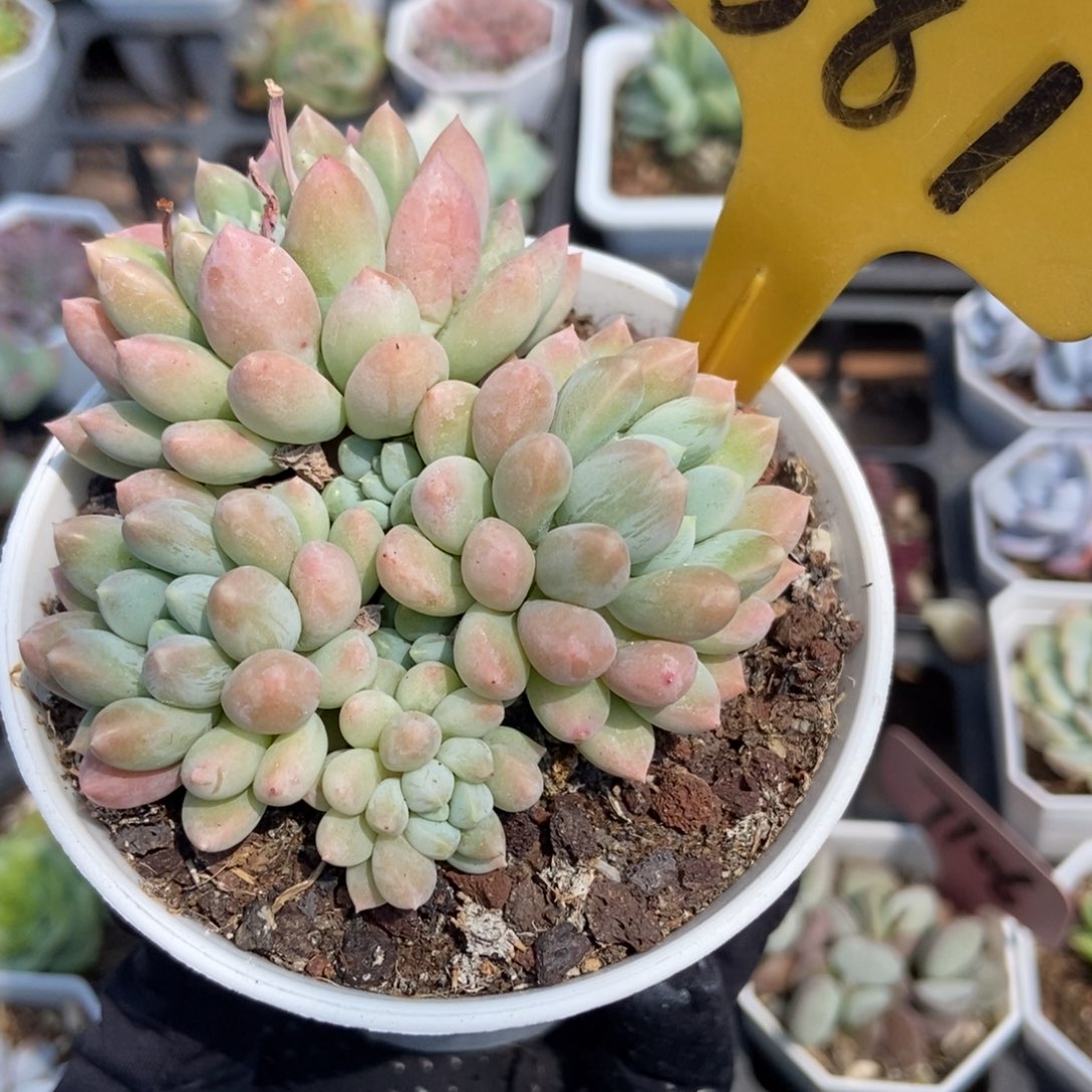 581奶糖多肉植物保护