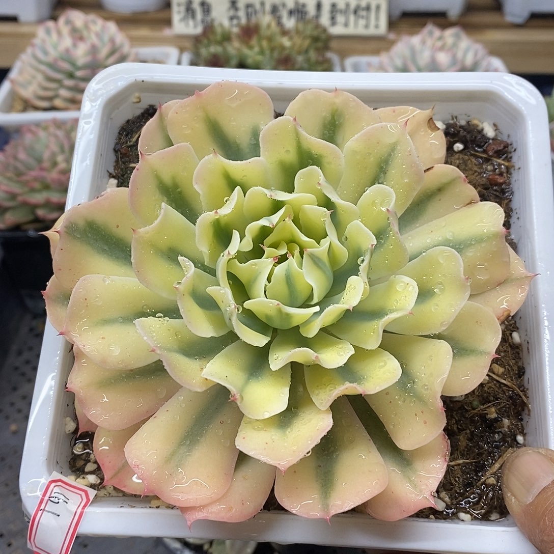 12161 大海啸覆轮锦 16 厘米盆