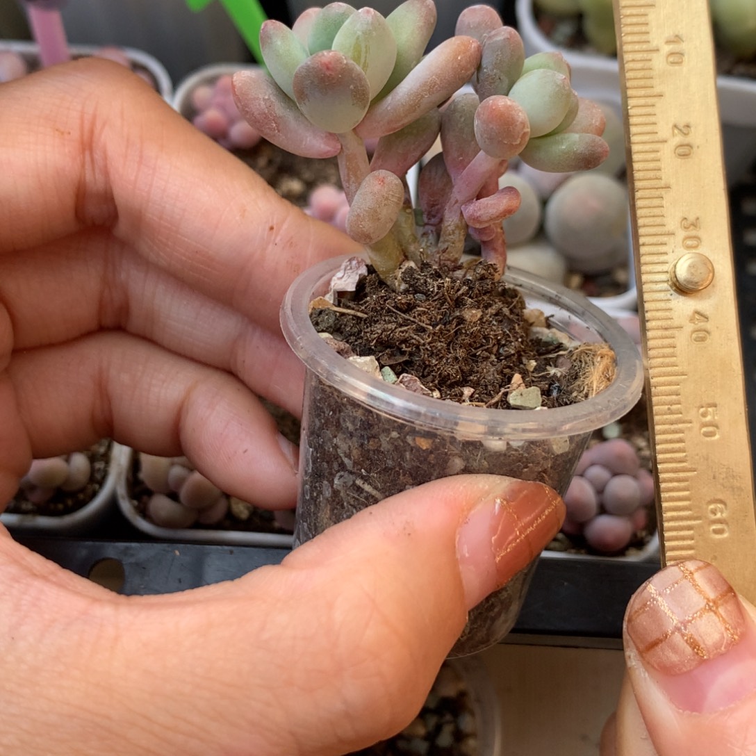 苹果吗 不凑满28元发一片叶 不售后 到付