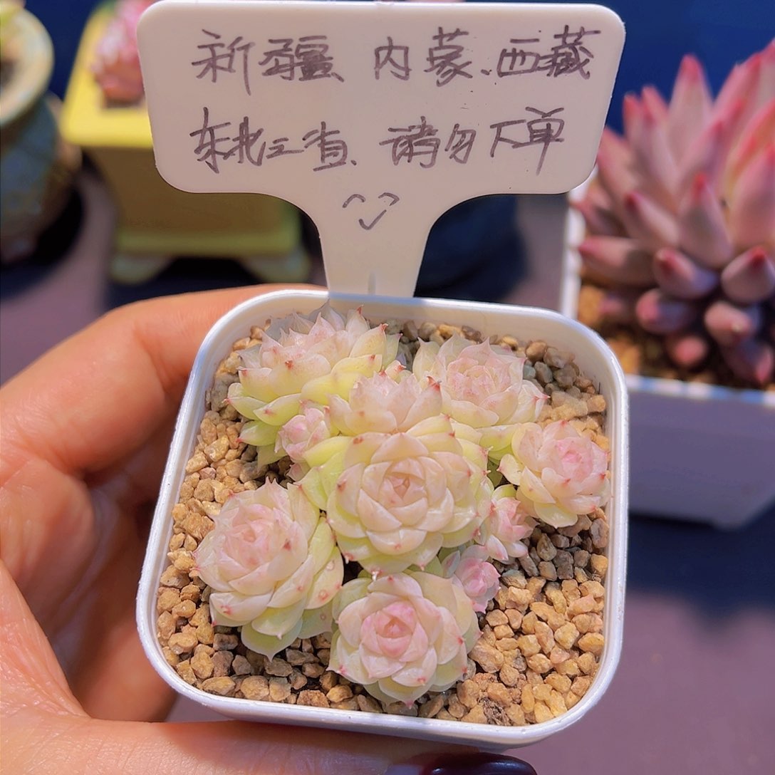 灵犀珍妮.带盆发货