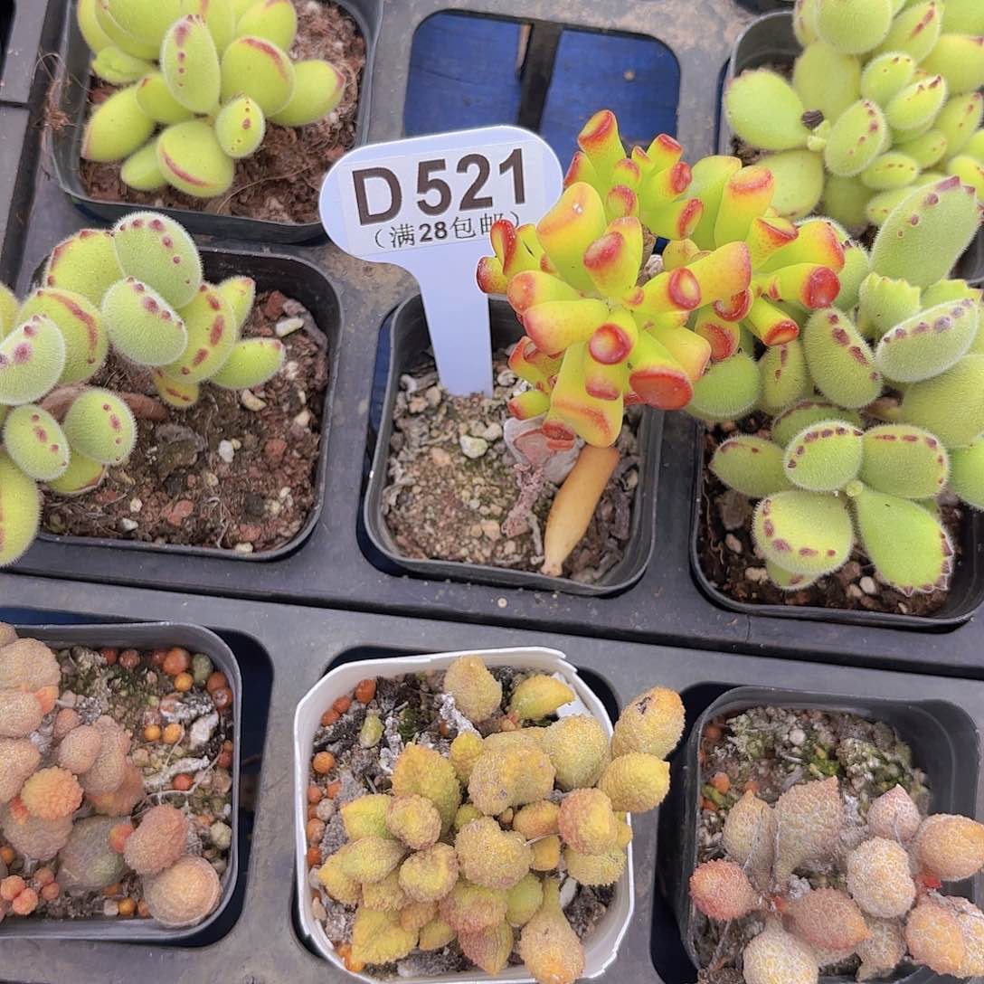 D521喜财树一物一拍