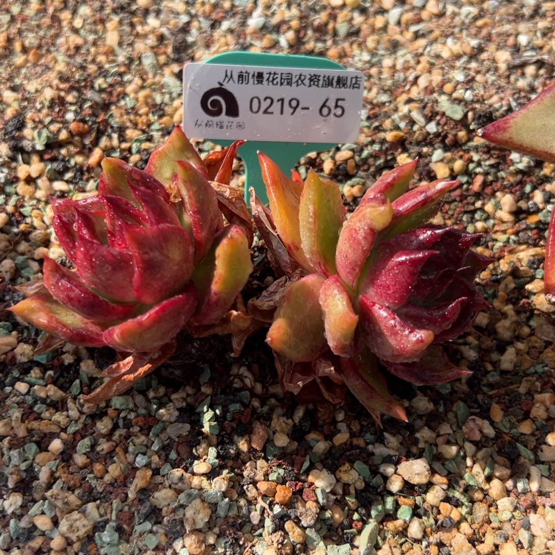 从前慢多肉精选编号0219.65