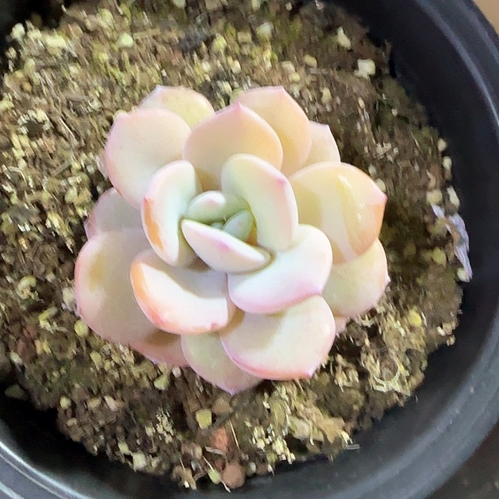 青蛙王子儿童牙膏111