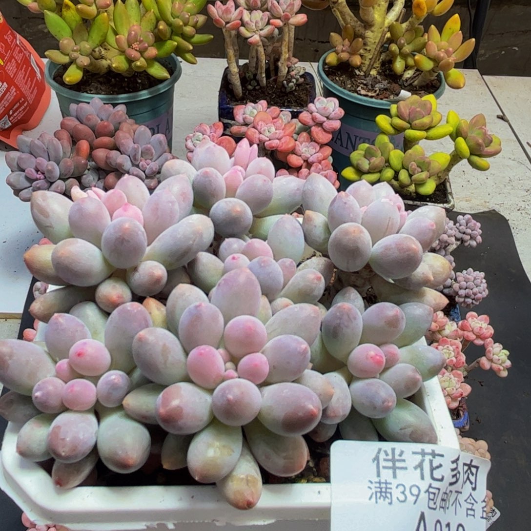 910手指奶8cm多肉植物