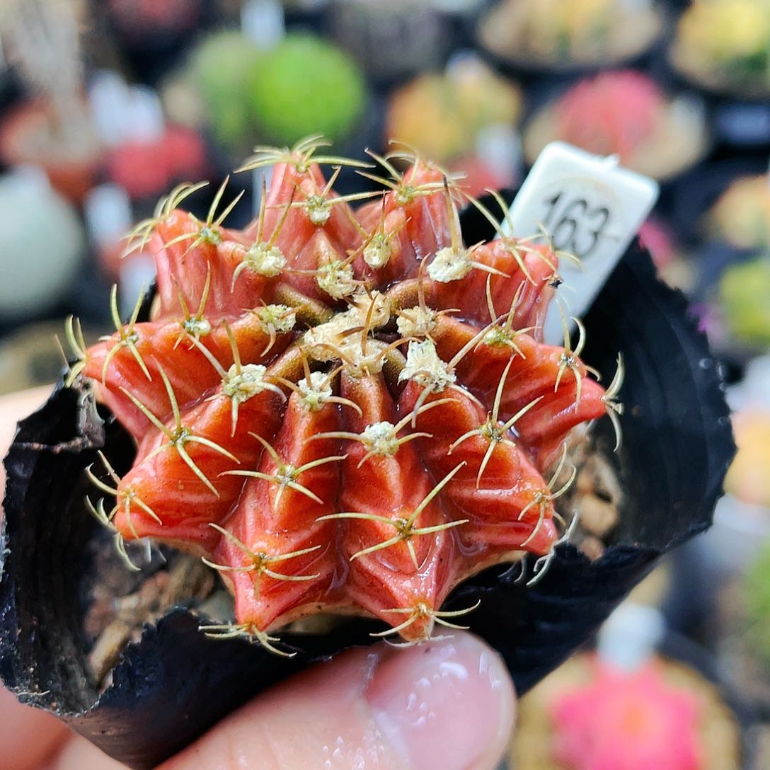 非偏远地区满25包邮仙人球