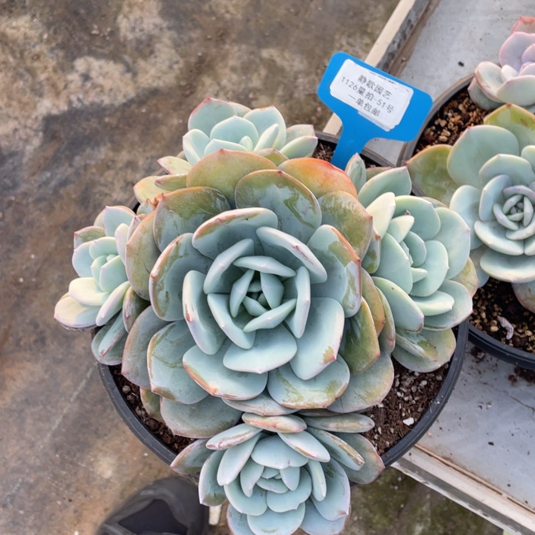 1126-51-五头韩版奶茶一刻