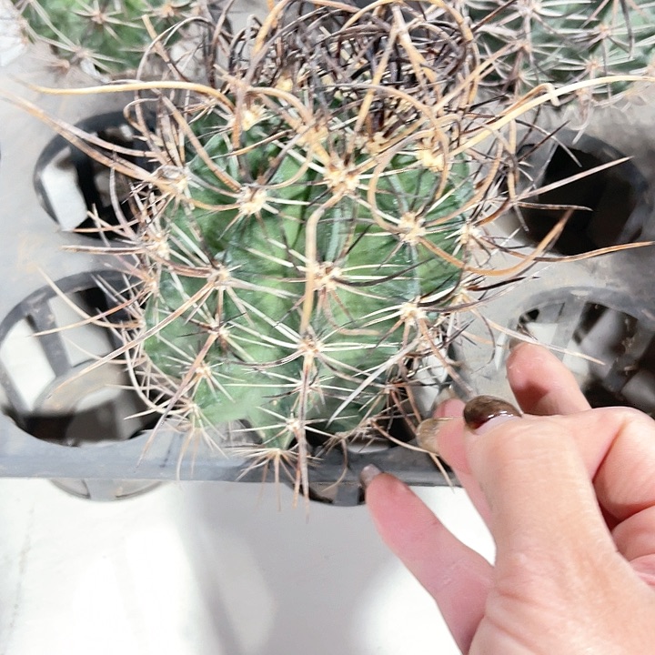 仙人球仙人球开花