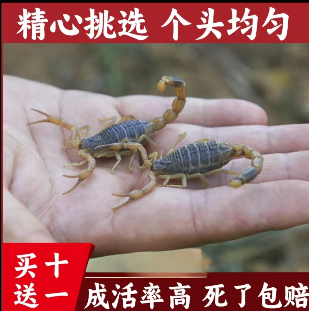 沂蒙山正宗新鲜活体十足全蝎