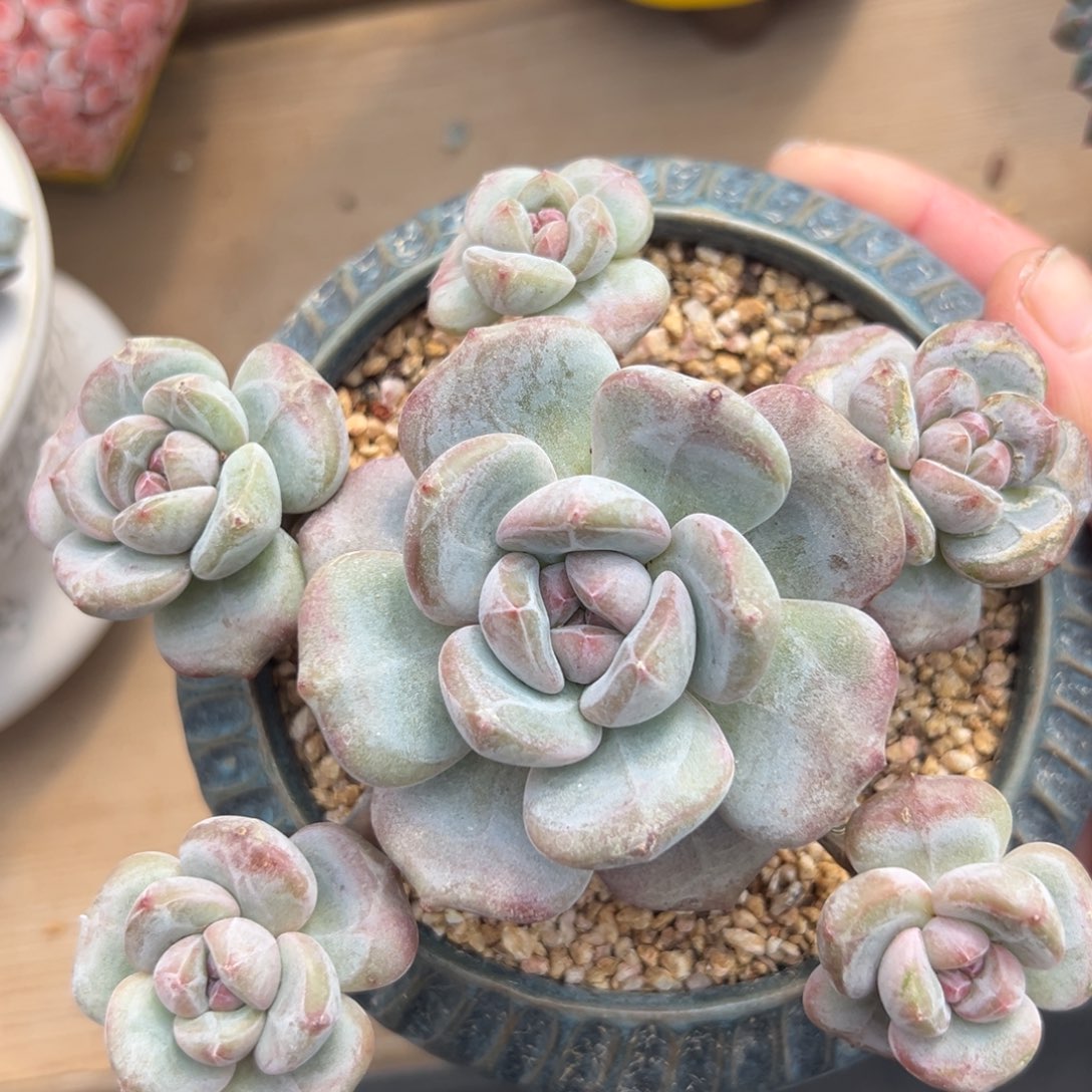 星影 新年快乐 新年快乐 