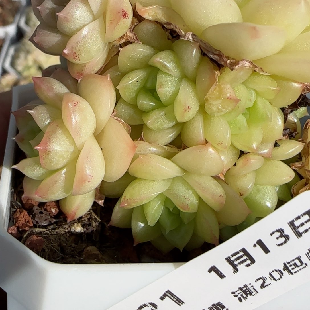 ?***?花语逸镜0113-321