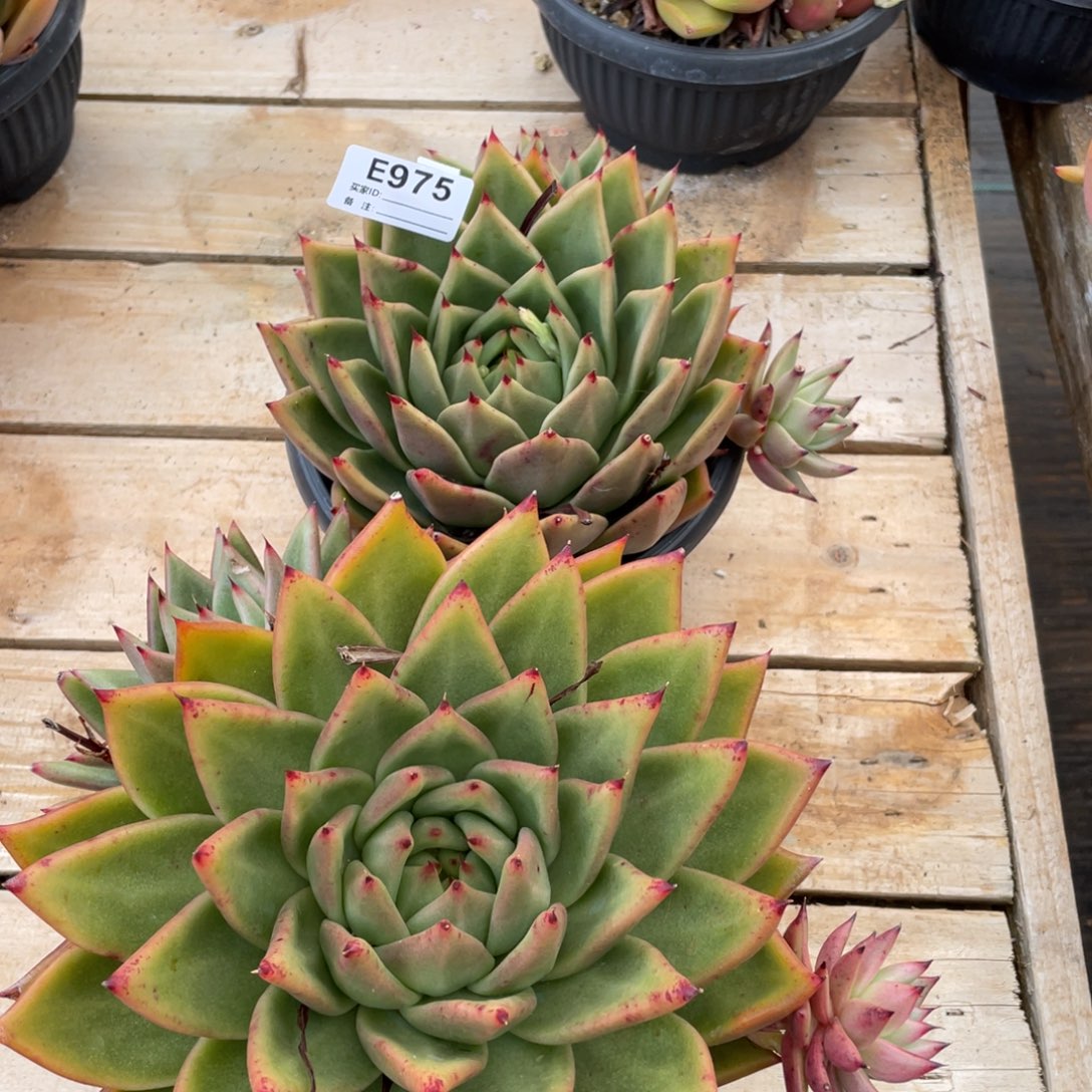 无花朵若如东云组拍E975