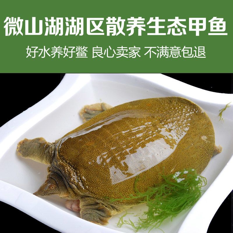 微山湖生态水鱼团鱼
