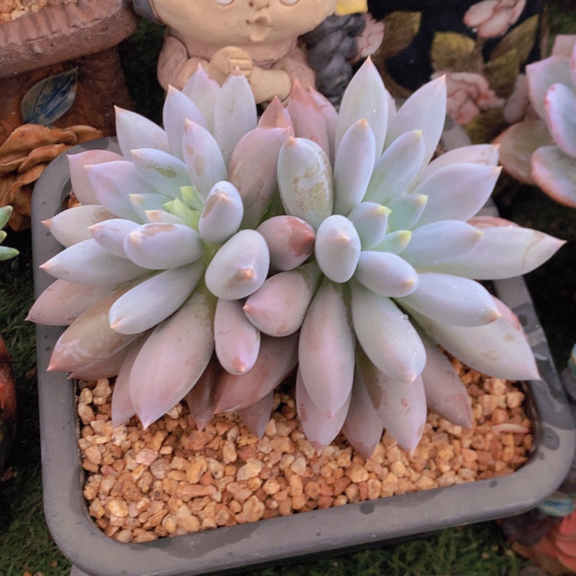 【闪购商品】彩虹哥特