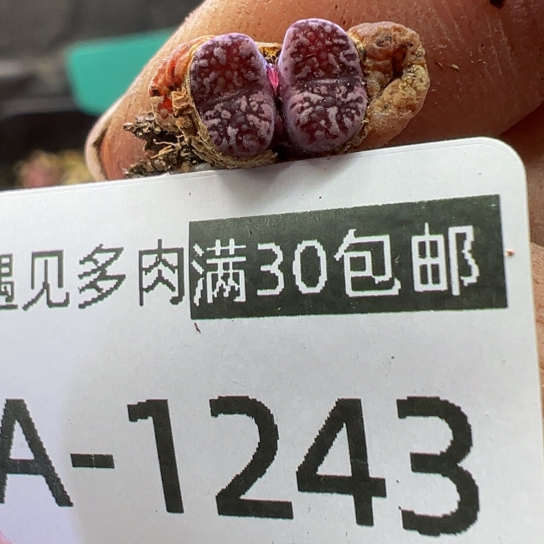 多肉植物111111111111111111