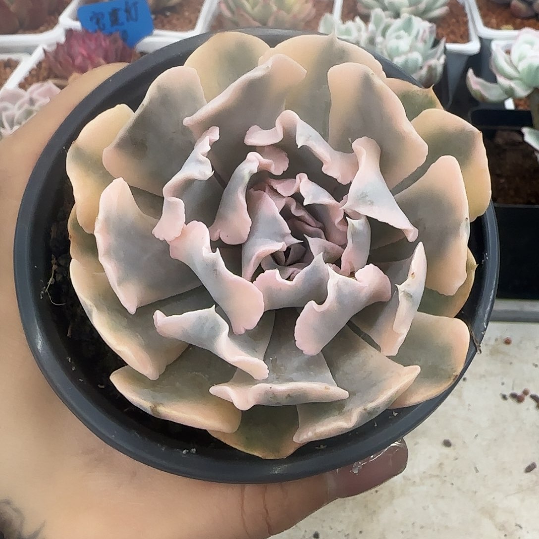 利比里亚锦多肉植物