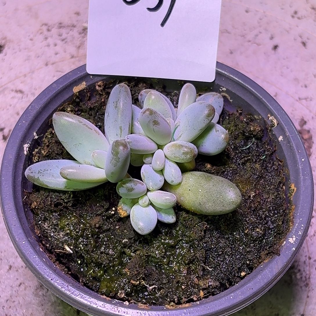 企鹅美人123456789