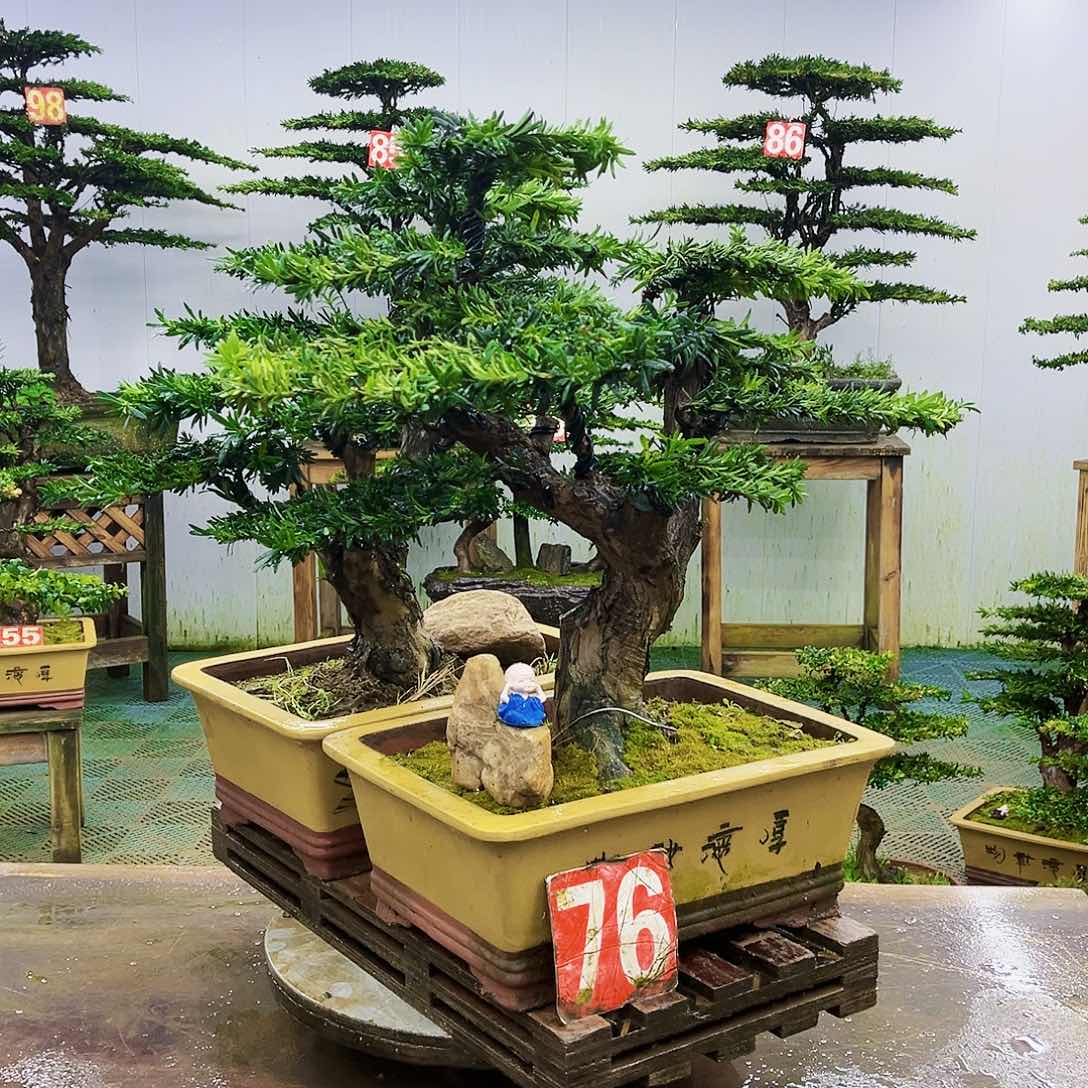 完全开放罗汉松盆景艺术