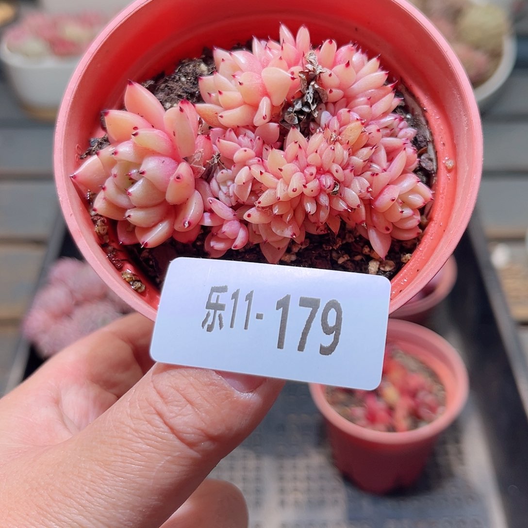 乐11-179 新品缀化 