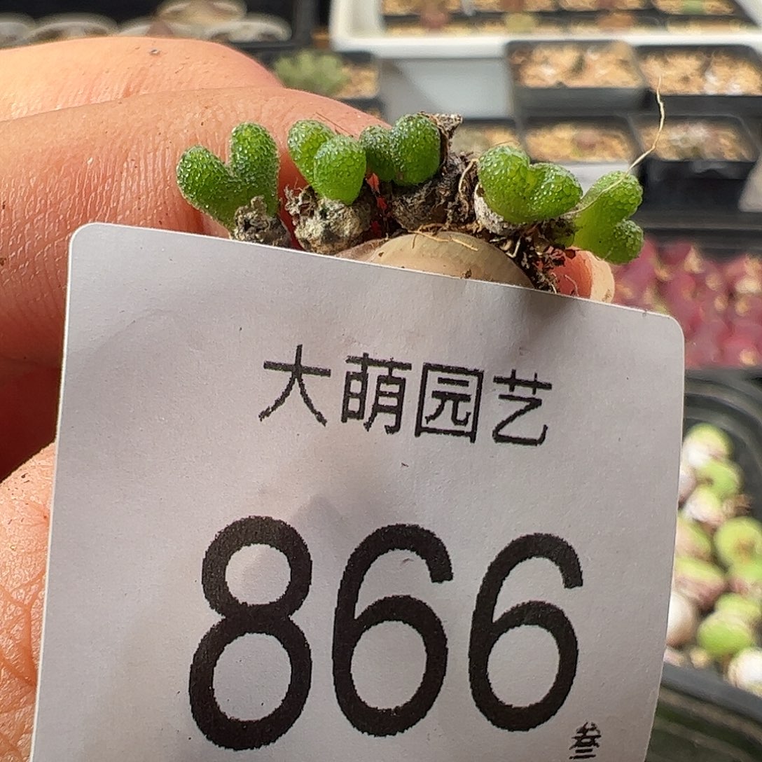0000866量拍能开花的妖奇玉5颗