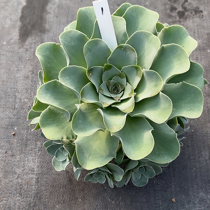 山地玫瑰一物一拍，脱土发，1号，不包断侧芽